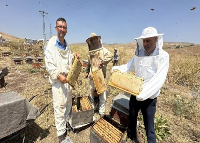 Cilo dağında bal bereketi