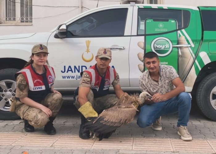 Jandarma'dan yaralı Akbaba'ya şefkat eli
