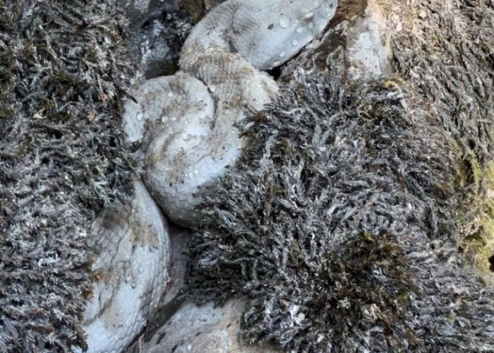 Yüksekova'da engerek yılanı görüntülendi