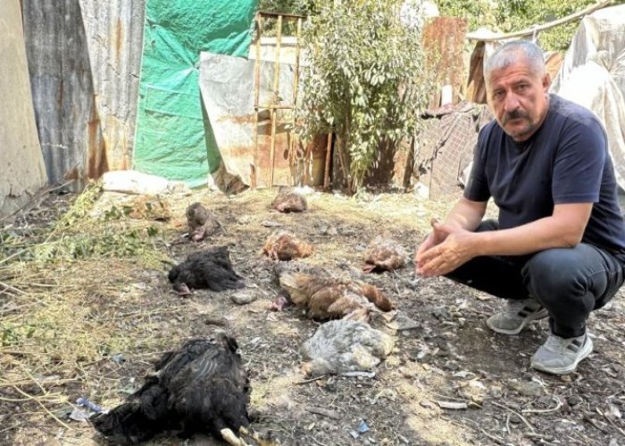 Başıboş köpekler çok sayıda tavuğu telef etti