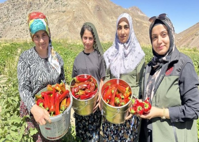 Yüksekova: kadınlar biber hasadına başladı