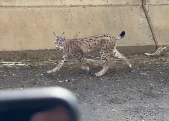 Yüksekova'da nesli tehlike altında olan vaşak görüntülendi