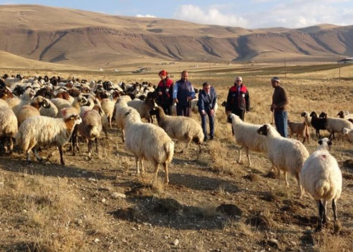 Van Valisi Balcı "2 bin çiftçiye koyun desteği sağladık"