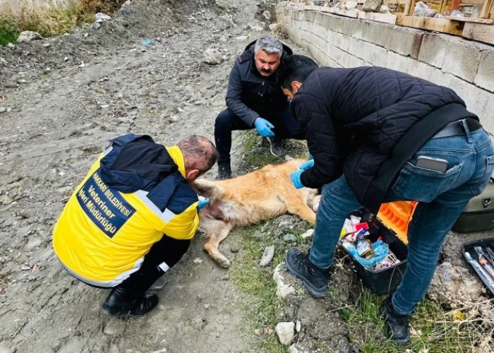 Hakkâri Belediyesi Can dostlarımız için seferber oldu