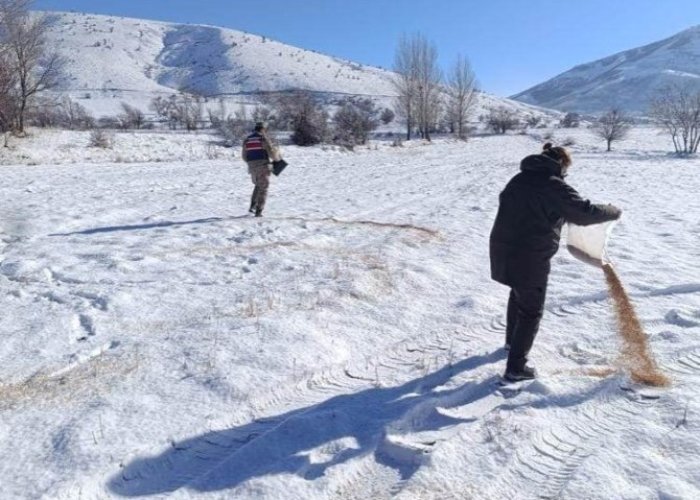 Yaban hayvanları için doğaya yem bırakıldı