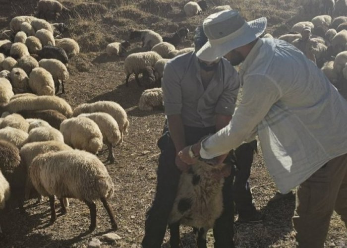 Hakkari'de 62 köyde aşılama çalışması yapıldı