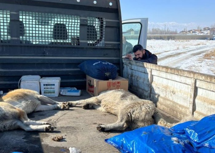 Eslem’in ölümünden sonra köpekler toplandı