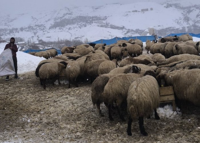 Durankaya’da besicilerin bitmeyen mücadelesi