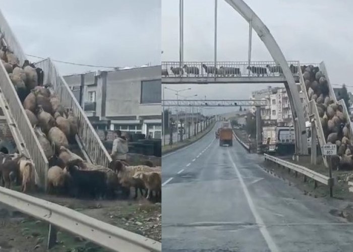 Koyun sürüsü üst geçidi kullandı