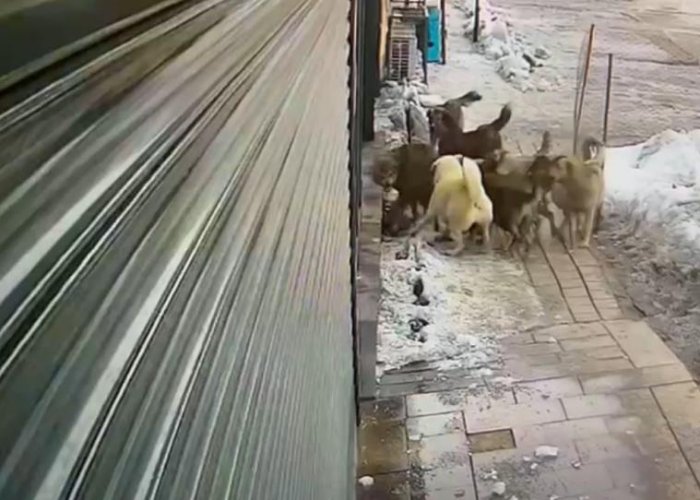 Hakkari’de köpeklerin kurda saldırdığı anlar kamerada