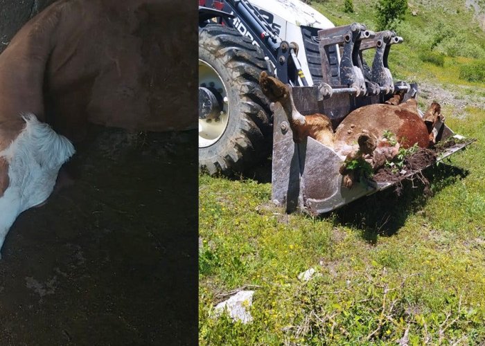 Bir annenin süt İneği için gözyaşları: "Çocuklarımı nasıl okutacağım?"