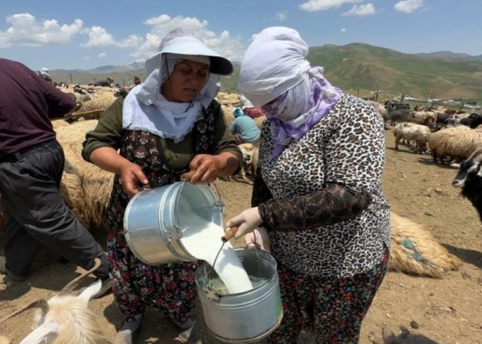 Yüksekova’da Berivanlara gölgelik desteği