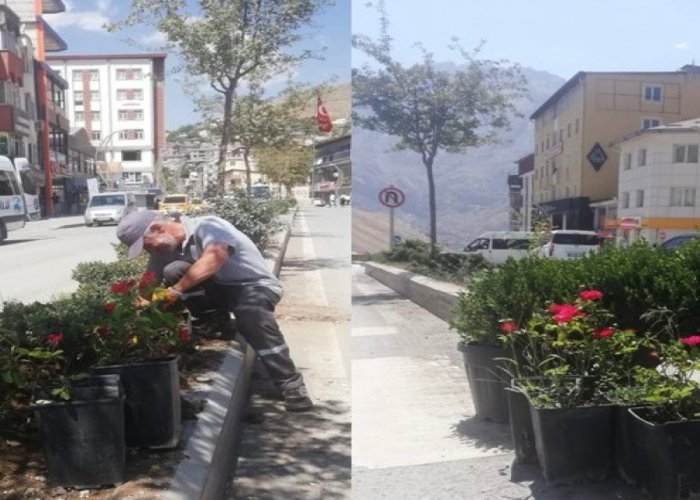 Hakkari Gül ve Şimşirlerle güzelleşiyor