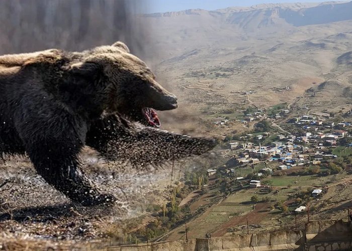 Ayı Saldırısı Sonucu 1 Kişi Yaralandı