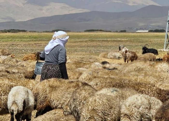 Hakkari'de şap hastalığı kontrol altına alındı