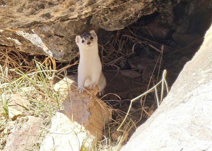Hakkarili Dağcılar nesli tükenen gelincik görüntüledi