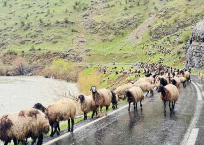 1 milyonun üzerinde küçükbaş, yaylalardan ovalara iniyor