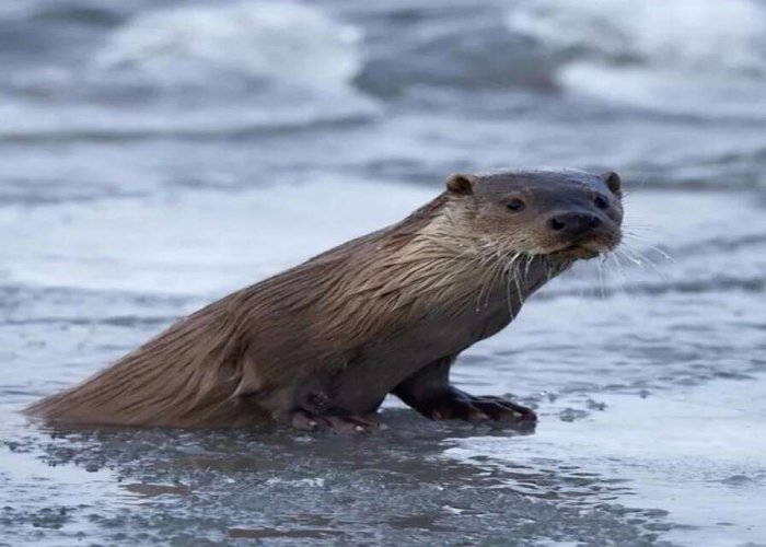 Zap’ta Su Samuru Sürprizi