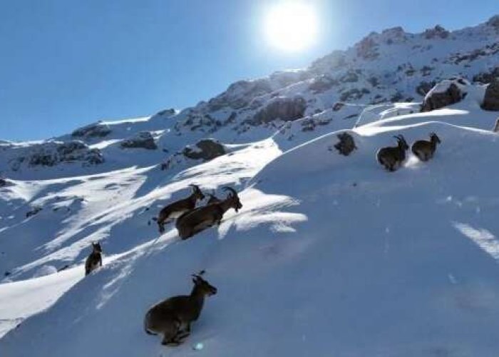 Güzeldere yamaçlarında dağ keçileri görüntülendi