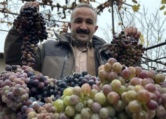 Aktütün'de kışlık üzüm dalından koparıldı