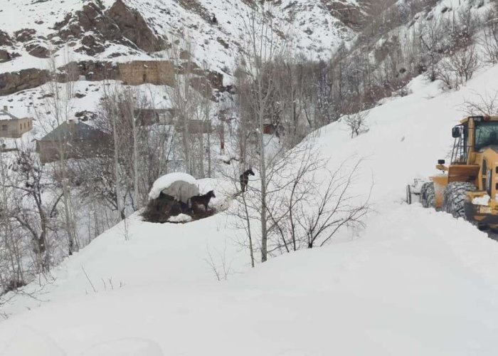 Esendere’de karda mahsur kalan 3 at kurtarıldı