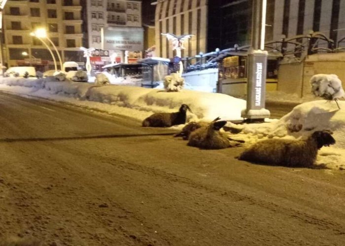 Hakkari’de Elektrik akımına kapılan 4 koyun telef oldu