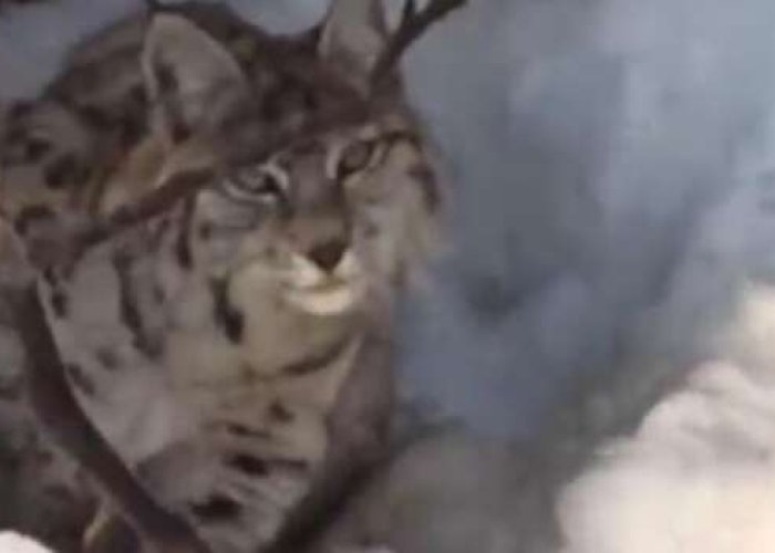 Yerleşim alanına inen vaşak görüntülendi