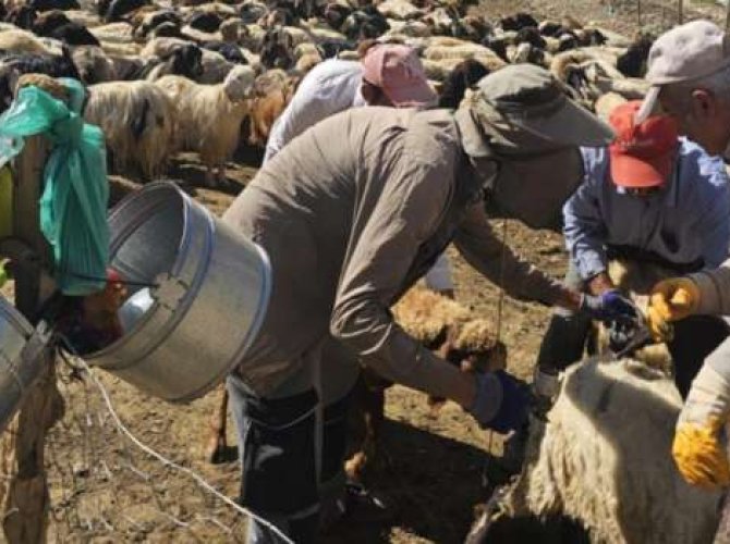 Hayvanlar Şarbona karşı aşılanıyor