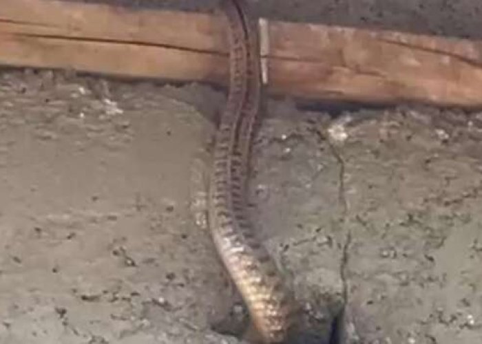 Yılanlar evi esir aldı, aile çaresiz kaldı