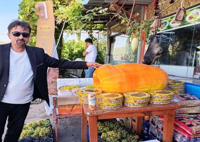 Duhok’ta 60 kiloluk bal kabağı ilgi odağı oldu