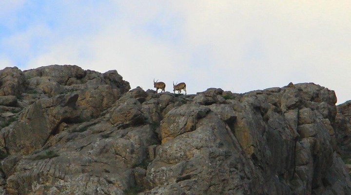 Sümbül’de Dağ Keçileri görüntülendi