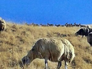 Erzincan’da 35 dağ keçisi koyun sürüsüne katıldı