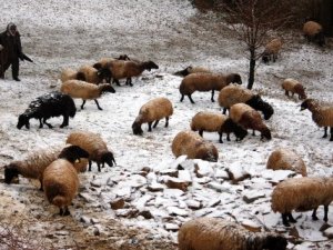 Kar yağışından etkilenen koyun sürüsü köye indirildi