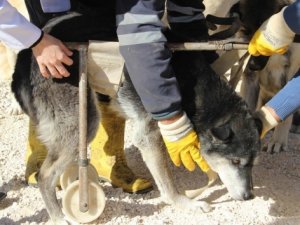 Onlarca engelli hayvan kaderine tek edildi