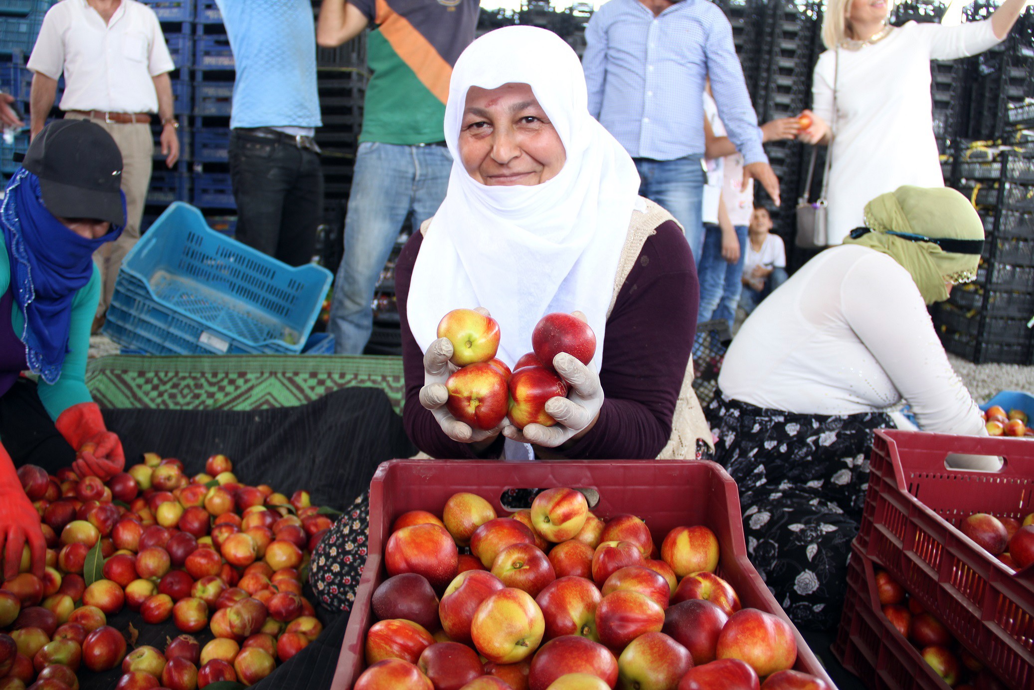 Türkiye’nin meyve deposu Mersin’de turfanda meyve hasadı başladı