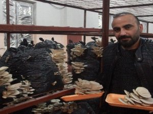 Hakkari’de ilk defa istiridye mantarı üretildi