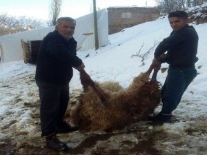 200 koyun yedikleri samandan zehirlenerek telef oldu