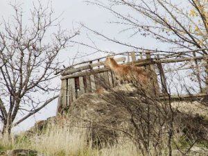 Yaban keçisi kütüphanenin bahçesine girdi