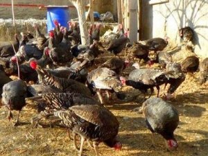 Hakkari’de yılbaşı hindileri satışa çıktı