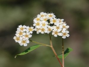 Cudi Dağı’nda yeni odunsu takson keşfedildi