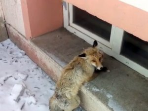 Köpeklerin saldırısına uğrayan tilki, okul bahçesine sığındı