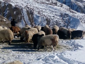 İklim Değişikliği Çiftçileri Perişan Etti