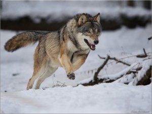 Yola inen aç kurdu hasta almaya giden sağlıkçılar görüntüledi