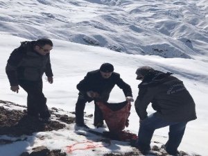 Yaban hayvanları için doğaya yem bırakıldı