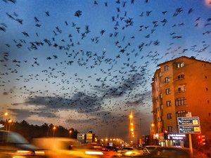 Erzurum’da gökyüzünü kargalar kapladı