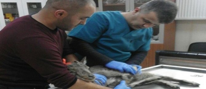 Yaralı dağ keçisi tedavi altına alındı