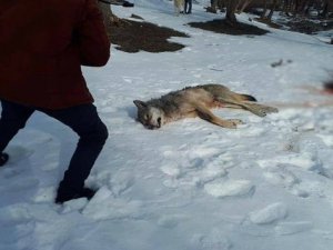 Ağrı’da köye inen kurt köpekler tarafından parçalandı