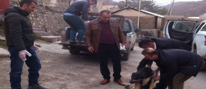 Yaralı köpek tedavi altına alındı