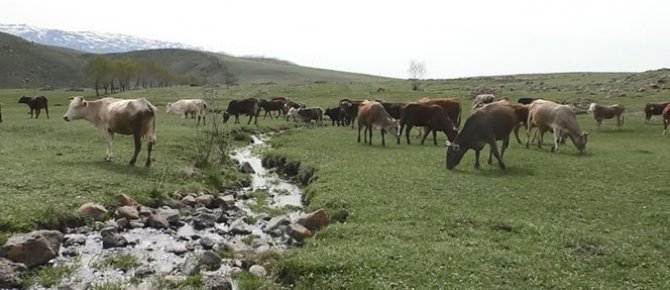 60 bin liraya çoban bulamıyorlar