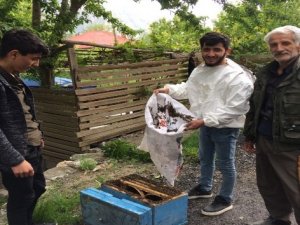 Ağacın dalına oğul yapan arılar kovana yerleştirildi